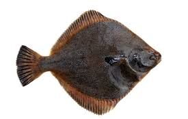 Flounder